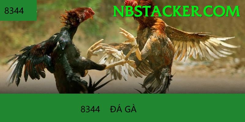 Đá Gà Trực Tiếp - go88