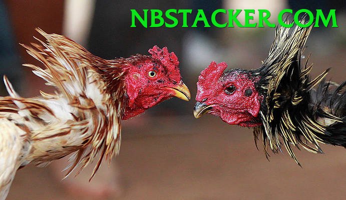 Đá Gà Trực Tiếp - Trải nghiệm tuyệt vời